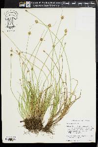 Carex athrostachya image