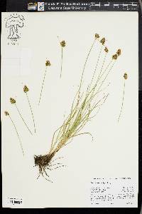 Carex athrostachya image