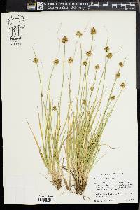 Carex athrostachya image