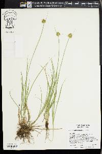 Carex athrostachya image