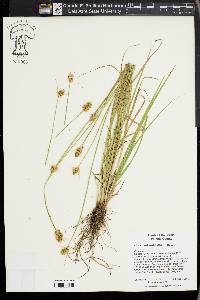 Carex athrostachya image