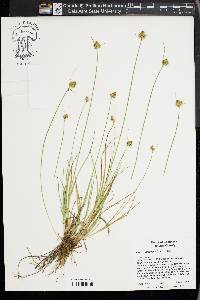 Carex athrostachya image