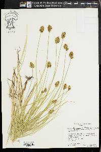 Carex athrostachya image