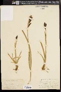 Carex atrata image