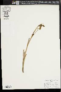 Carex atratiformis image