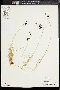 Carex atrofusca image