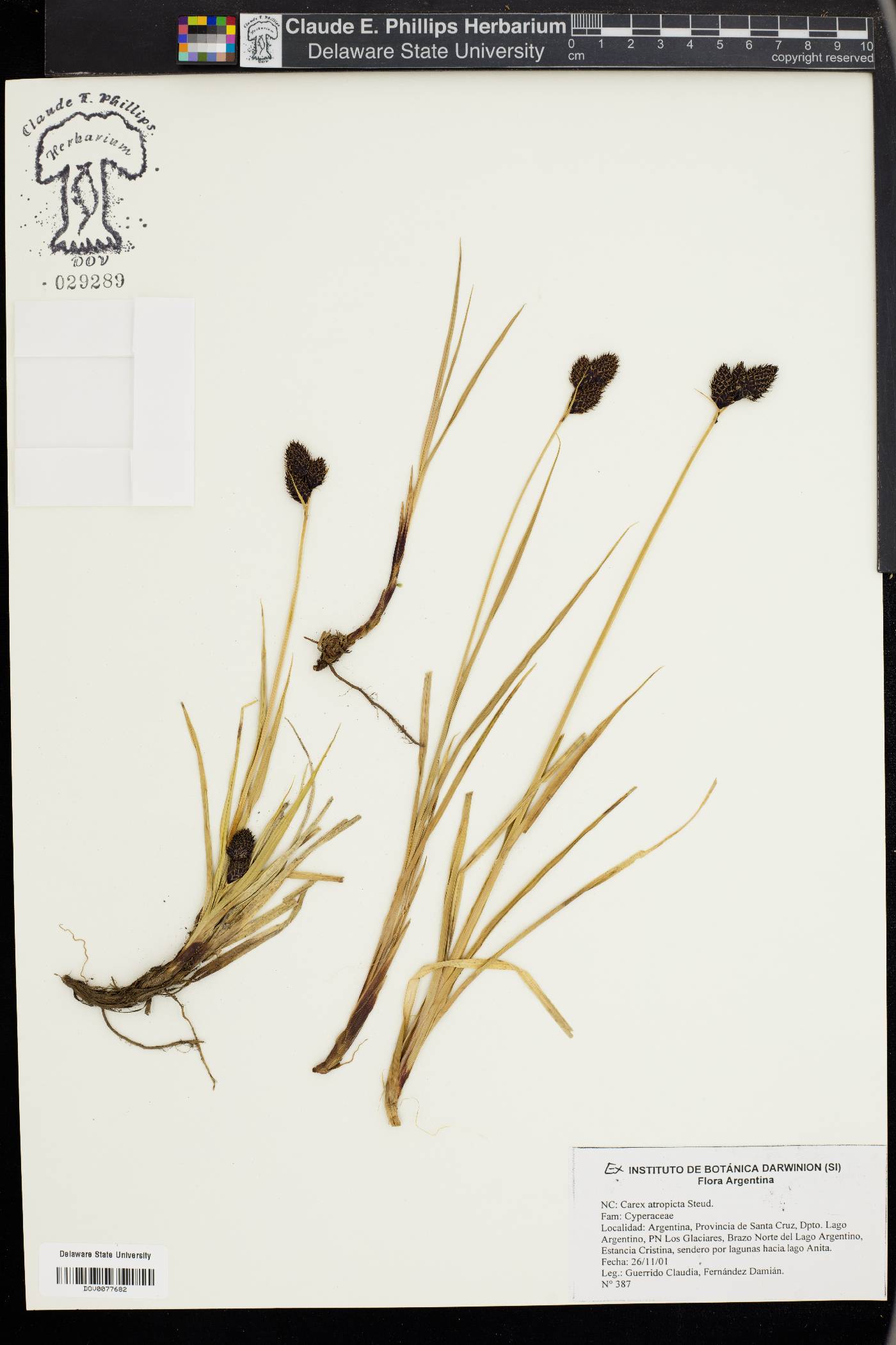 Carex atropicta image