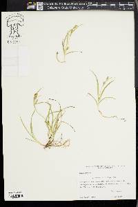 Carex aurea image