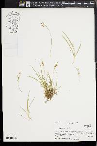 Carex aurea image