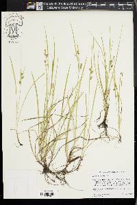 Carex aurea image