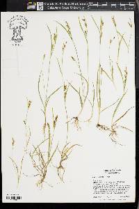 Carex aurea image