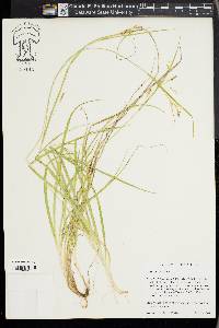 Carex aurea image