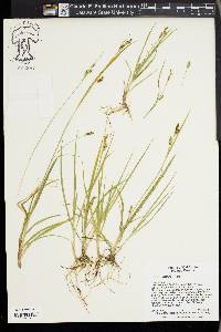 Carex aurea image