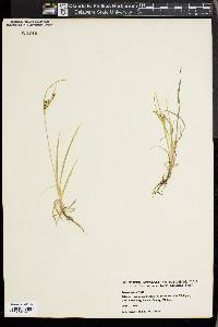 Carex aurea image