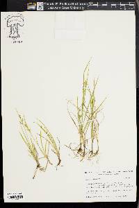 Carex aurea image