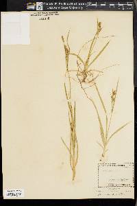 Carex aurea image