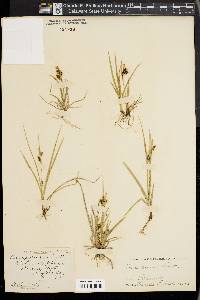 Carex aurea image