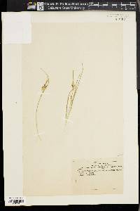 Carex aurea image