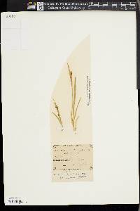 Carex aurea image