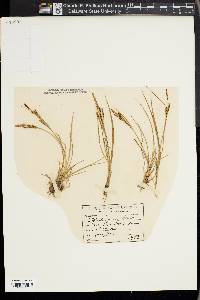 Carex aurea image