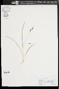 Carex aurea image