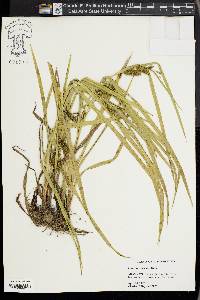 Carex aureolensis image