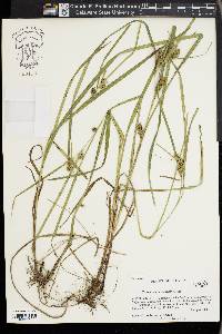 Carex aureolensis image