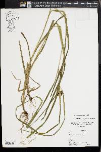 Carex aureolensis image