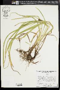 Carex aureolensis image