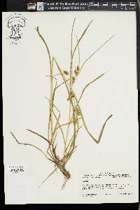 Carex aureolensis image