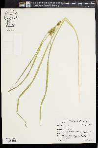 Carex aureolensis image