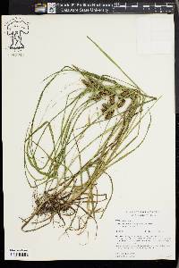 Carex aureolensis image