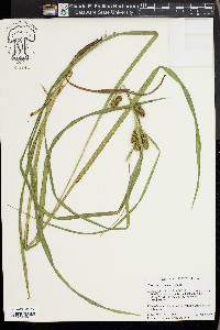 Carex aureolensis image