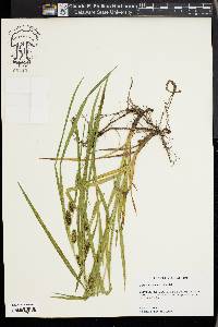 Carex aureolensis image