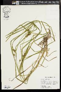 Carex aureolensis image