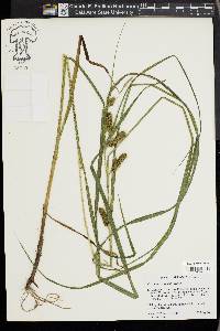 Carex aureolensis image