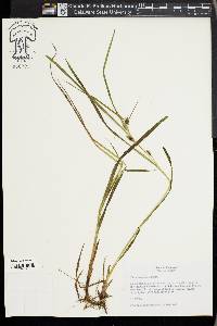 Carex aureolensis image