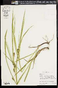 Carex aureolensis image