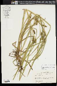 Carex aureolensis image