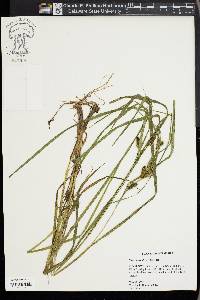 Carex aureolensis image