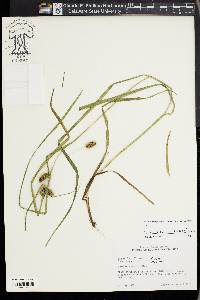 Carex aureolensis image