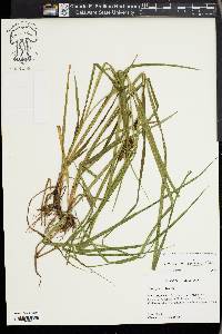 Carex aureolensis image