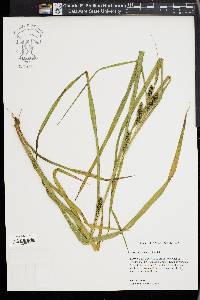 Carex aureolensis image