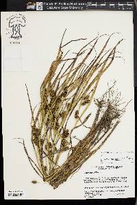 Carex aureolensis image