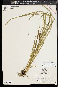 Carex aureolensis image