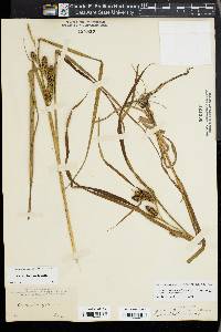 Carex aureolensis image