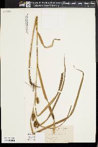 Carex aureolensis image
