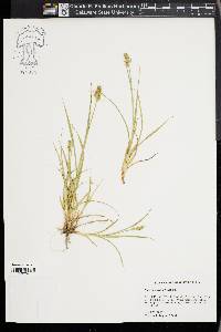 Carex austrina image