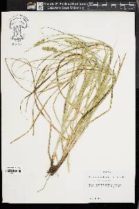 Carex austrina image