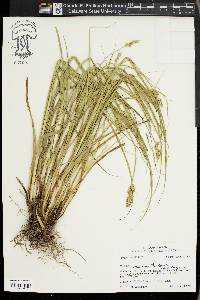 Carex austrina image